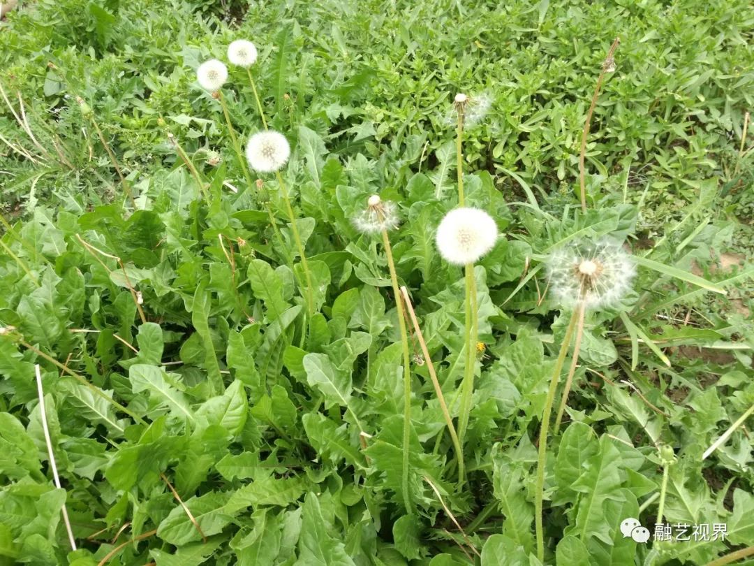 蒲公英种，蒲公英各种品种的图片