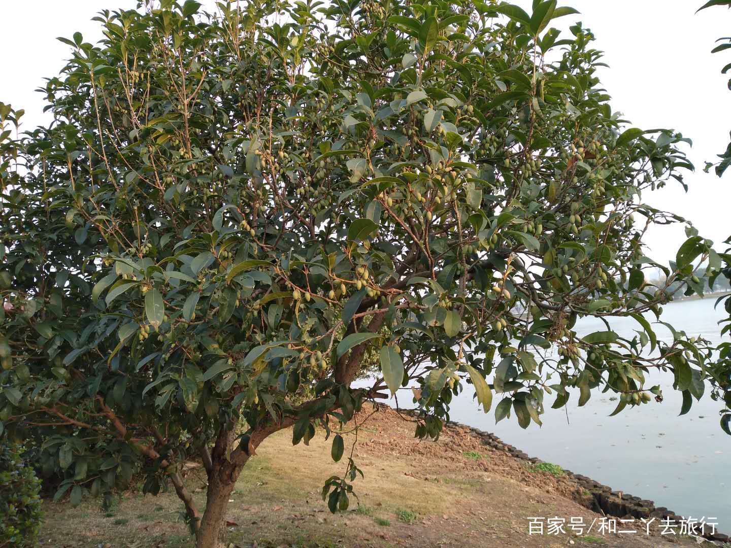 桂花果，桂花果泡酒