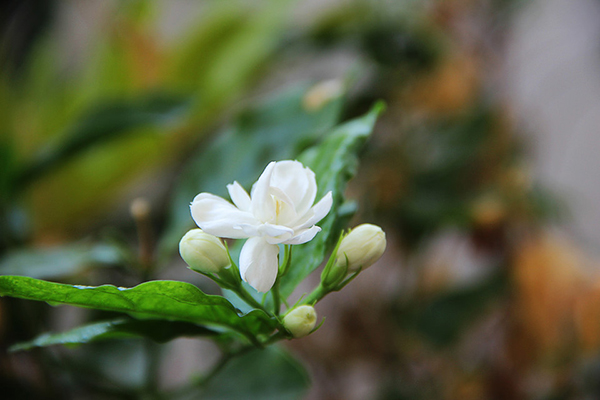 茉莉花的形状，茉莉花的图片