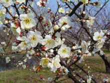 山梅花，山梅花什么样子