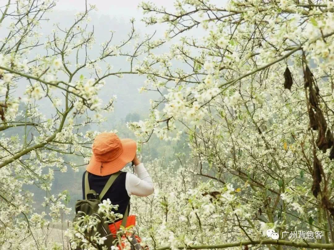 山楂花图片，山楂花花语