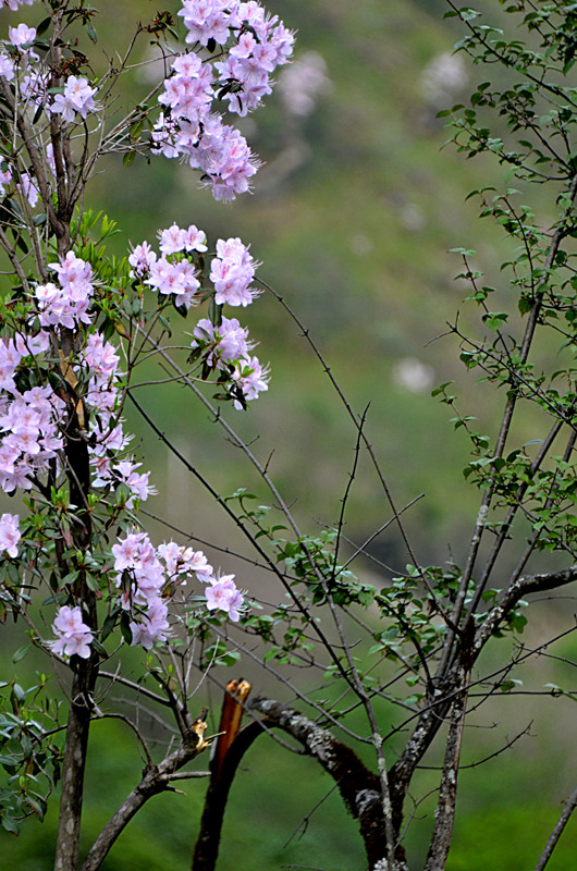 高山杜鹃花图片，十万元以上映山红盆景